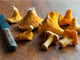 40g - Chanterelle Sea Salt (Price Includes Shipping)